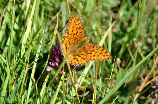 rencontres hautes alpes