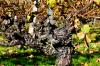 Pied de vigne à Roullet Saint Estèphe - Charente - Novembre 2012
