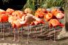 Flamants roses au zoo de La Palmyre - Charente maritime - Octobre 2012