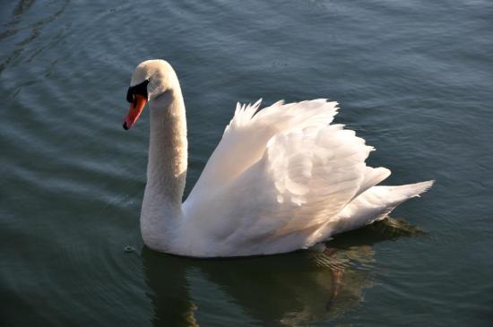 Cygne sur la Charente (16)