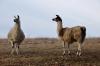 Lamas au château de Peyras à Roumazières-Loubert (16)