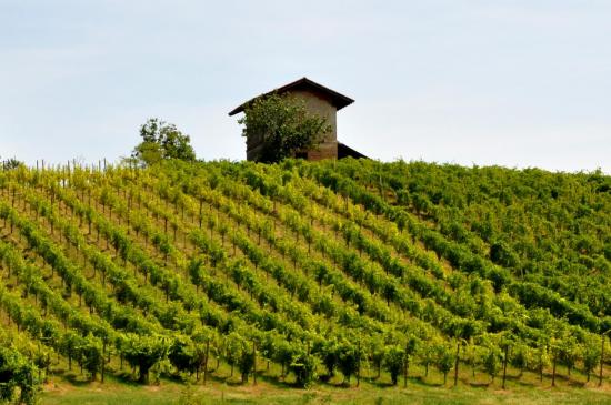 Vignoble aux alentours de Ghemme - Piémont (NO)
