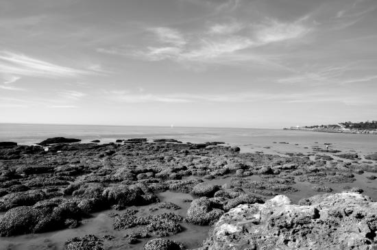 Paysage de bord de mer en Charente maritime (17)