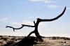 Arbre mort sur une plage (17)