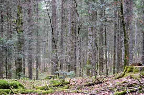 Forêt près du lac Saint Point (25)