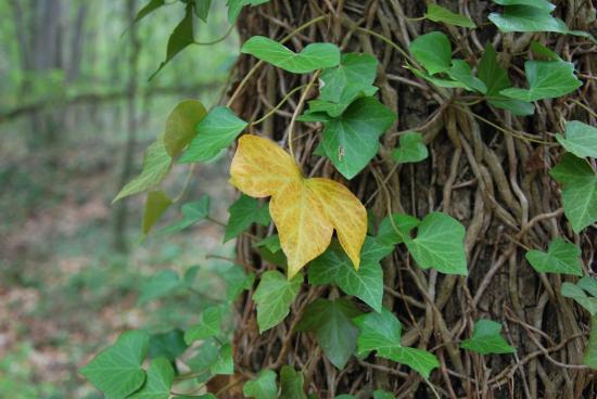Lierre sur un arbre (25)