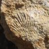 Fossile à Pont-De-Roide (25)