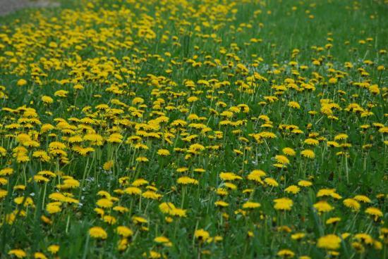 Fleurs de pissenlit au bord de l'étang des Forges (90)