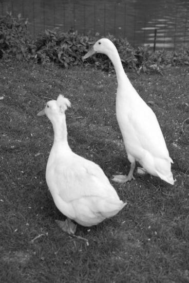 Canards au parc du Près La Rose à Montbéliard (25)