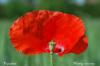 Coquelicot dans un champ (25)