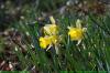 Jonquilles sur un coteau (25)