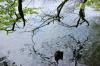 Reflets de branches sur le lac de Bonlieu (Jura)