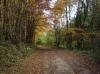 Sous bois dans les environs de Pont-De-Roide (25)