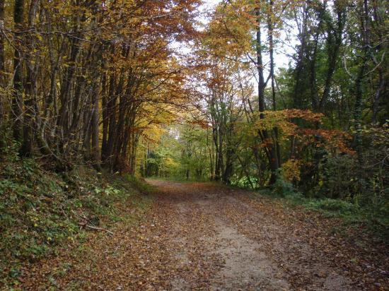 Sous bois dans les environs de Pont-De-Roide (25)