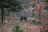 Chamois dans les sous-bois, près du Saut Du Doubs (25)