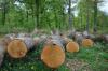 Arbres abattus dans la forêt de Mathay (25)