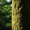 Mousse sur un arbre - Plateau du Doubs (25)