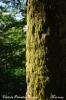 Mousse sur un arbre - Plateau du Doubs (25)