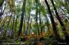 Forêt d'automne à Pont De Roide (25)