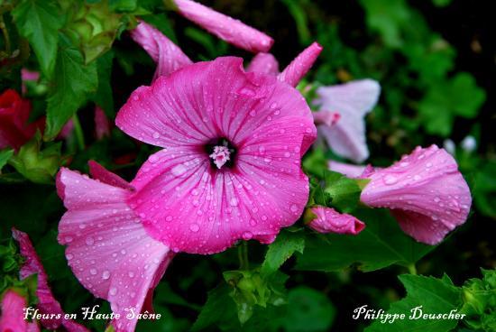 Fleurs en Haute Saône (70)