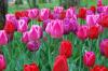 Tulipes au parc du Près La Rose à Montbéliard