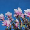 Fleurs de magnolia à Mathay (25)