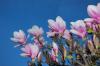 Fleurs de magnolia à Mathay (25)