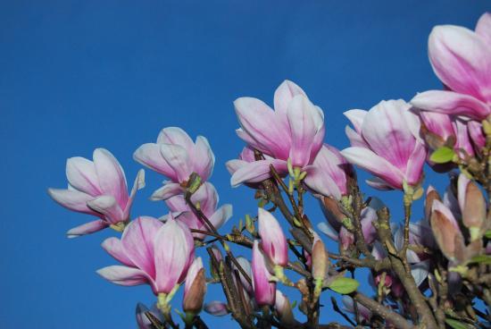 Fleurs de magnolia à Mathay (25)