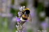 Bourdon qui butine sur un brin de lavande (Doubs)