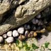 Coquillages sur la presqu'île de Quiberon (56)