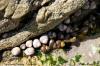 Coquillages sur la presqu'île de Quiberon (56)