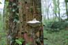 Champignon sur un  arbre (25)