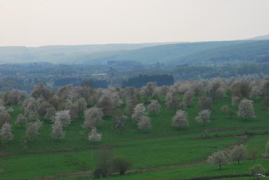 Cerisiers en fleurs à Fougerolles (70)