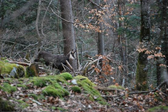 Chamois aux aguets (25)