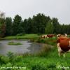 Vaches au pré aux milles étangs (70)
