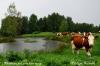 Vaches au pré aux milles étangs (70)