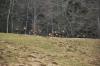 Troupeau de chamois au Saut du Doubs