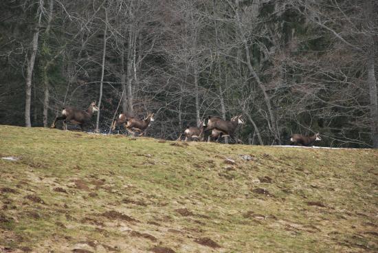 Troupeau de chamois au Saut du Doubs