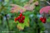 Feuilles et fruits en automne (25)