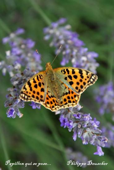 Papillon qui butine sur un brin de lavande (25)