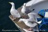 Goëlands sur un bateau de pêche à Belle île en Mer (56)