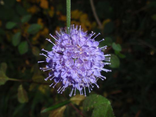 Fleurs (25)