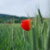 Coquelicot à Mathay (25)
