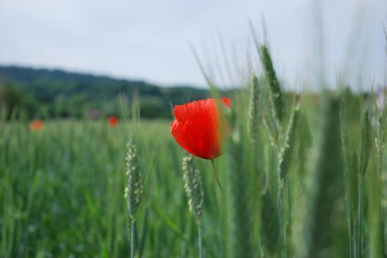 Coquelicot à Mathay (25)
