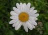 Marguerite dans un jardin à Sancey-Le-Long (25)