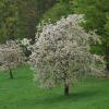 Cerisiers en fleurs à Fougerolles (70)