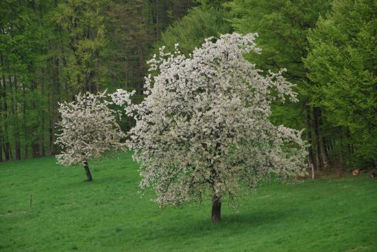 Cerisiers en fleurs à Fougerolles (70)