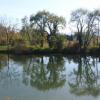 Reflets d'arbres à L'Isle sur le Doubs (25)
