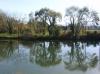Reflets d'arbres à L'Isle sur le Doubs (25)