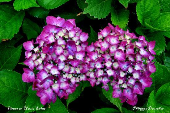 Fragilité et beauté de la nature (70)